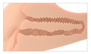 PDX Plus 360° Banger Torso-Masturbator Fanta Flesh Realistisches Modell